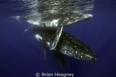 Mother Humpback with her calf and an escort. by Brian Heagney 