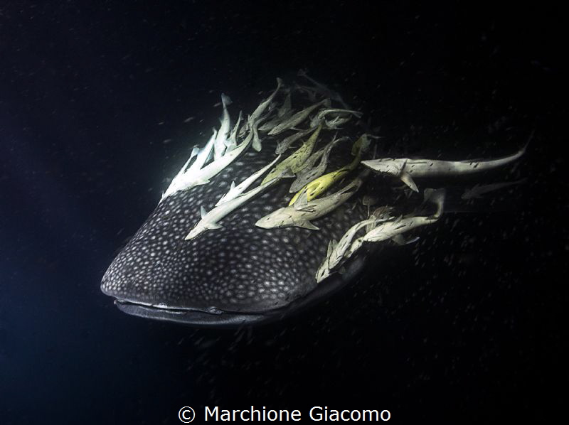 Whale Shark in the night
Huvadhoo Atholl
Nikon D800E , ... by Marchione Giacomo 