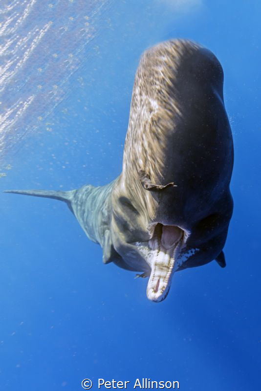 This is what happens when you get too close to a newborn ... by Peter Allinson 