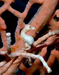 Pygmy Seahorse and a Goby.
D70,105mm.
KAKABAN Island by Frankie Tsen 