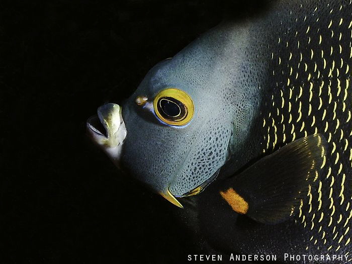 One of the prettiest Angelfish, the French Angelfish that... by Steven Anderson 
