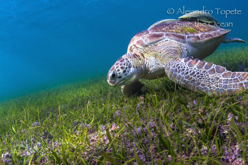 Green Tuttle in the gras, Akumal Mexico by Alejandro Topete 
