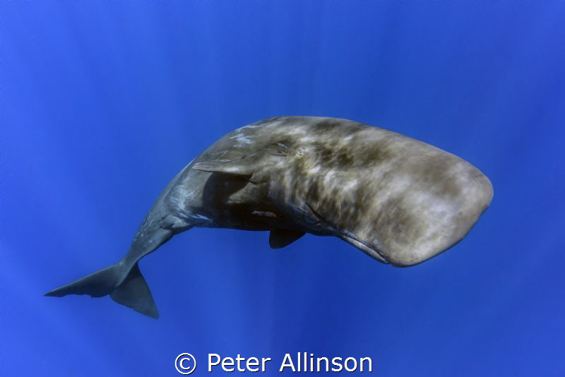 Another sperm whale photo...taken under permit by Peter Allinson 