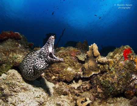 'Moray's Roar' - A Spotted Moray surveys the reef. by Henley Spiers 