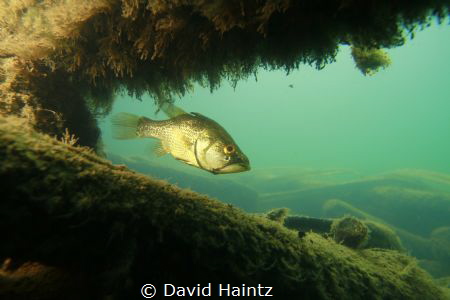 Lake Eacham, by David Haintz 