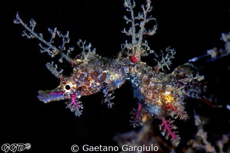 lovely female of Pygmy Pipe-horse fish (105 micro +10 sub... by Gaetano Gargiulo 
