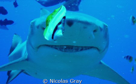 He's only go eyes for the fish! Lemon Shark in Polynesia by Nicolas Gray 