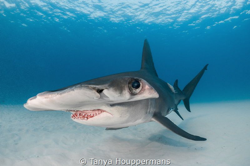 Blue-Eyed Beauty
A hammerhead shark off the coast of Bim... by Tanya Houppermans 