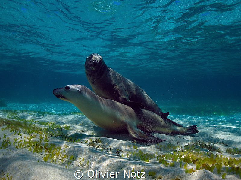 A big hug under water between a male and a female sea lion by Olivier Notz 