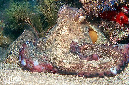 Octopus, waiting for "fast food" (but not too fast food) ... by Arthur Telle Thiemann 