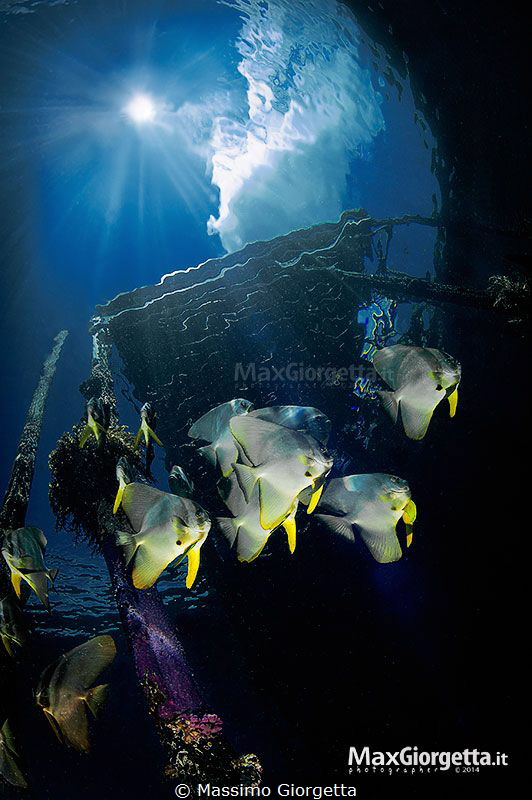 Thr group of bathfish under the magic jetty by Massimo Giorgetta 