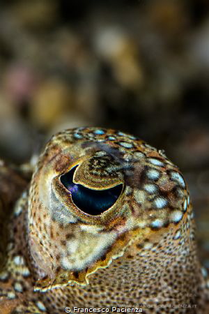 [:b:]Flounder's eye.[:/b:] by Francesco Pacienza 