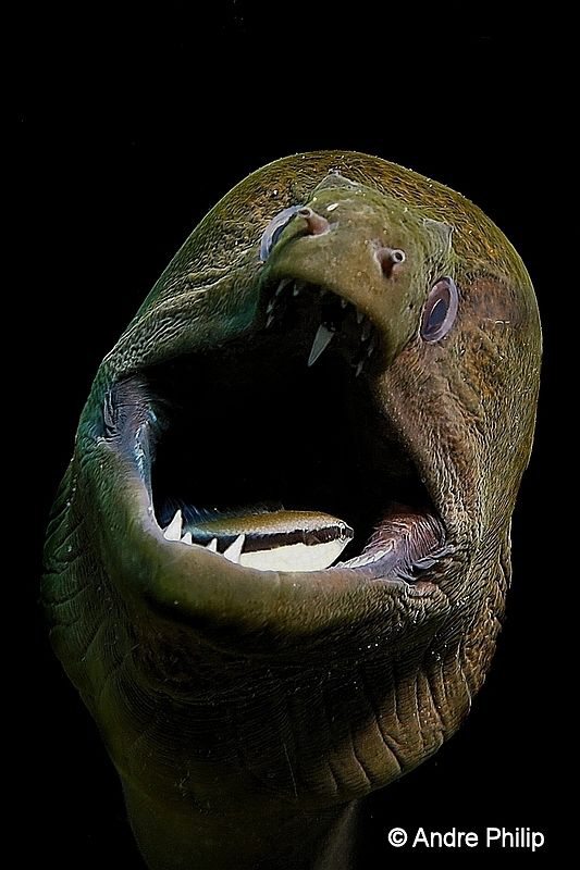 "Scary or lovely?" - Giant Moray during a dental care
Ko... by Andre Philip 