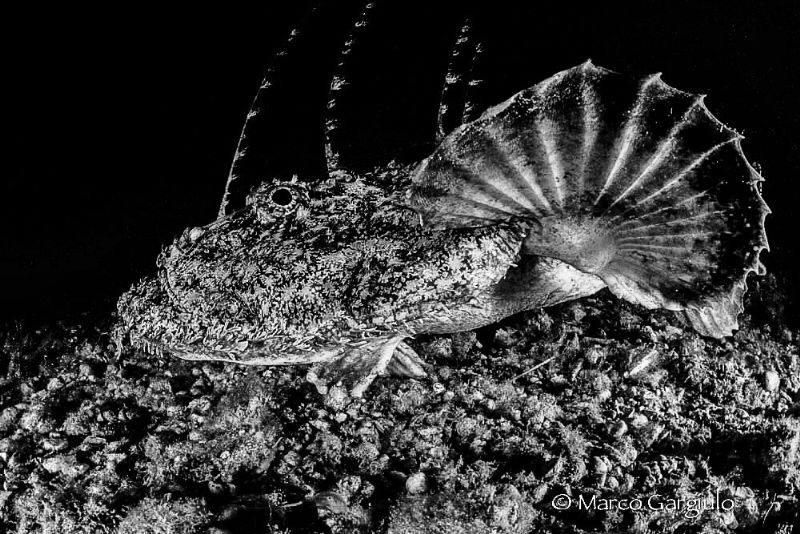 Anglerfish in BW by Marco Gargiulo 