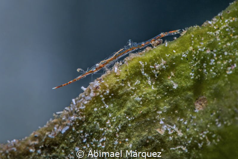 Arrow Shrimp by Abimael Márquez 