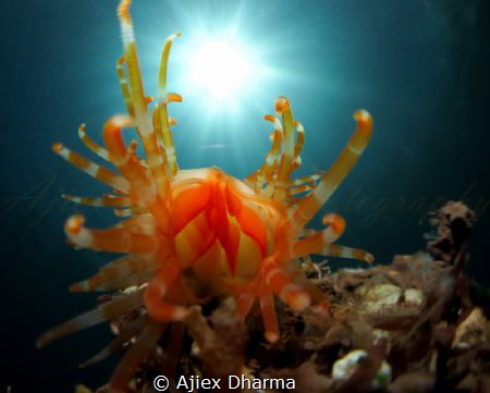 File clam known as limaria sp by Ajiex Dharma 