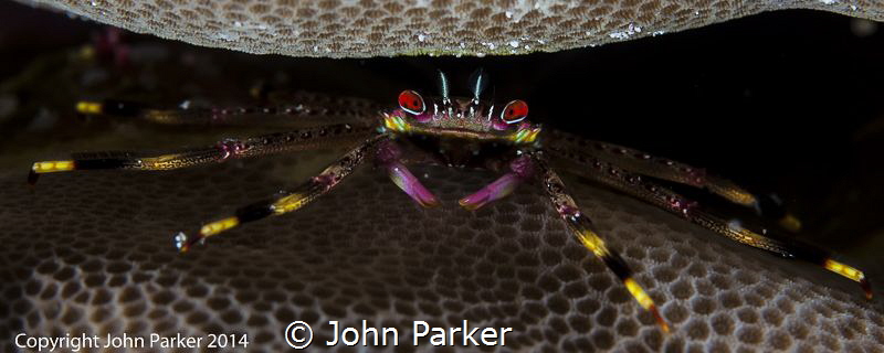 Coral Crab Indonesia by John Parker 
