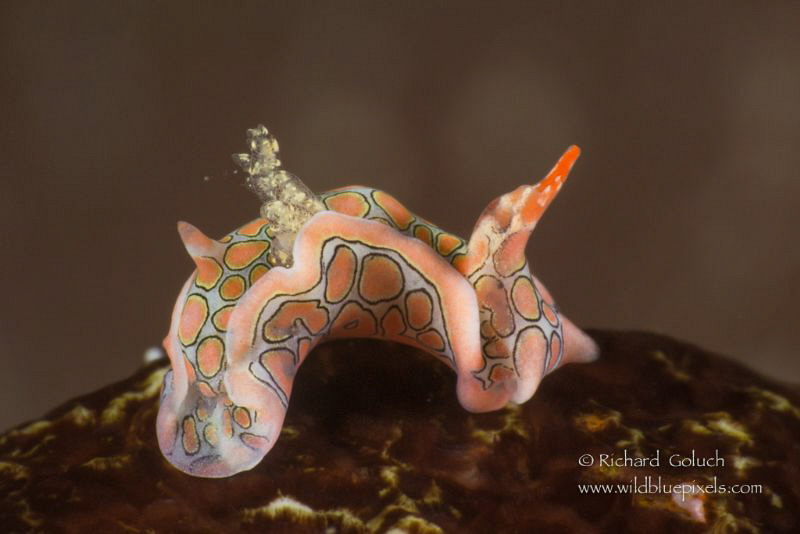 Psychedelic Batwing Sea Slug-Anilao,Phillippines by Richard Goluch 