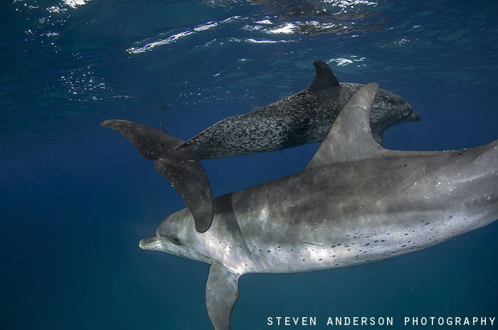 How about and over and under? Two Spotted Dolphins play i... by Steven Anderson 