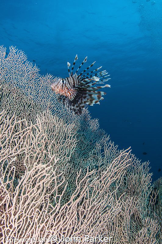Gorgonian and Lionfish Ras Um Sid by John Parker 
