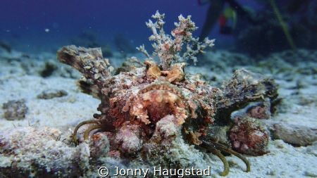 Mr Handsome. Estuary Stonefish by Jonny Haugstad 