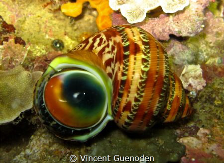 during night dive. by Vincent Guenoden 