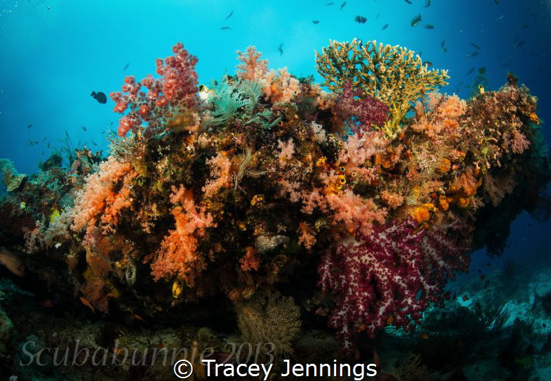 exploratory diving - Indonesia by Tracey Jennings 