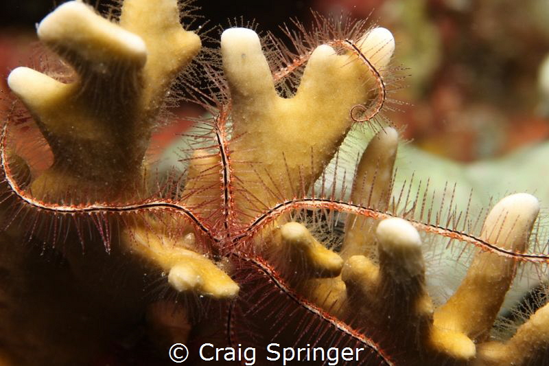 Bonaire brittlestar by Craig Springer 