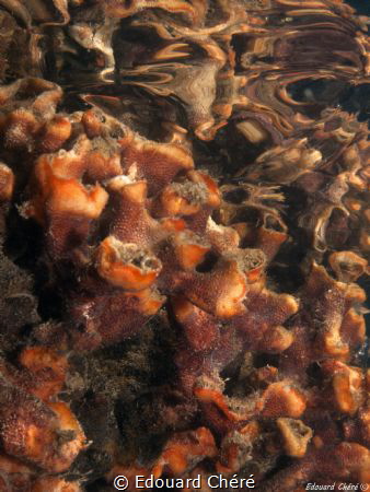Bryozoan's cacretion just below the water by Edouard Chéré 