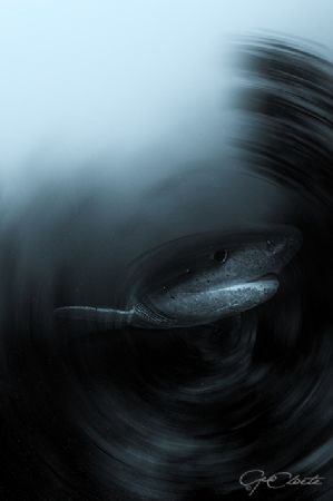 ~ Time Warp ~
Seven-gill Sharks are considered the oldes... by Geo Cloete 