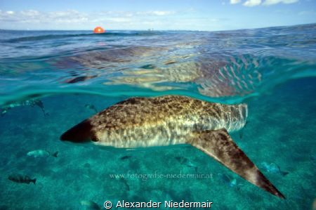 Reef Shark/Bimini by Alexander Niedermair 
