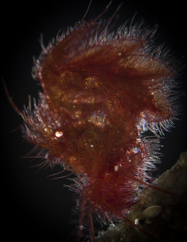 Hairy shrimp backlight by Doris Vierkötter 