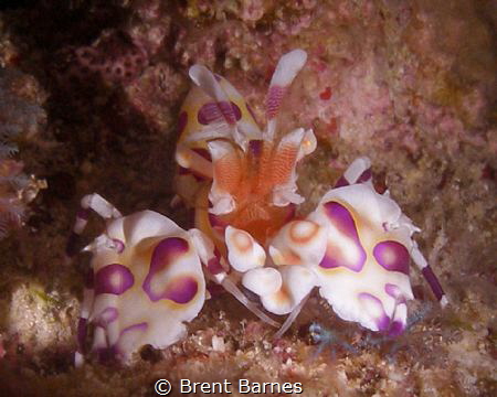 Harlequin shrimp at the Big Island in Hawaii taken with a... by Brent Barnes 