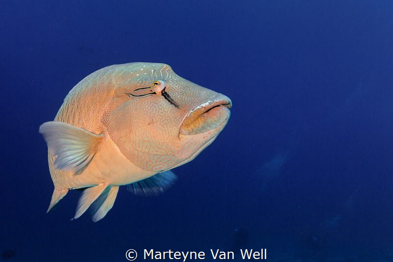 Up close and personal with a friendly Napoleon Wrasse by Marteyne Van Well 