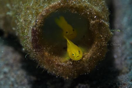 Yellow Goby by Taco Cheung 