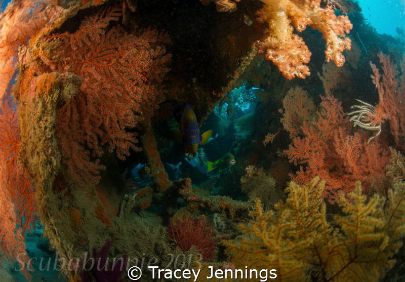 Autumn underwater by Tracey Jennings 