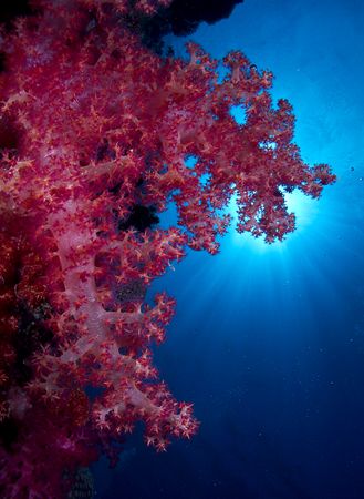 Soft coral and sun. Oly C5050 by Rand Mcmeins 