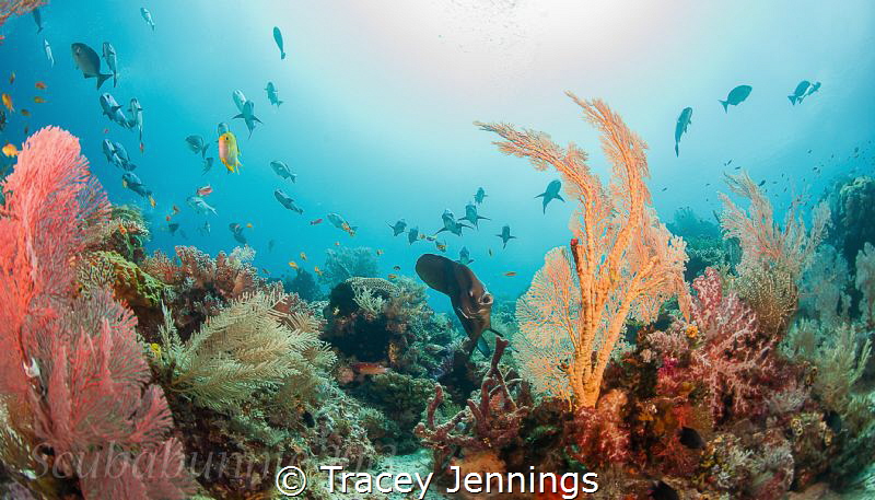disney reef by Tracey Jennings 