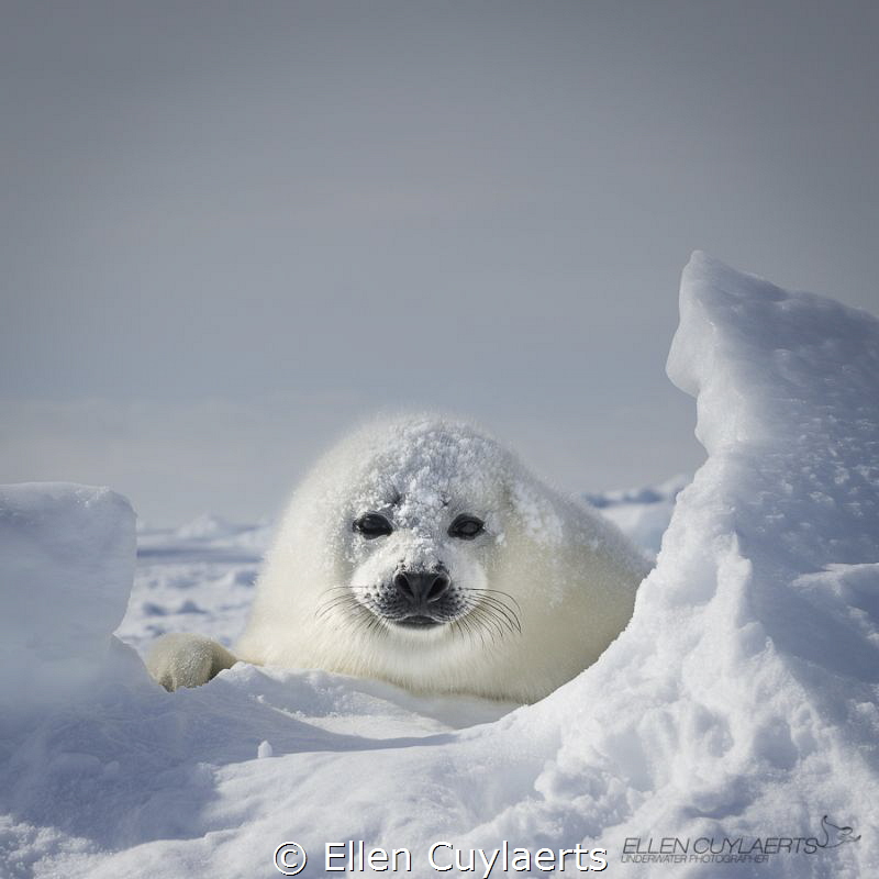 Harp Seal, Gulf of St. Lawrence by Ellen Cuylaerts 