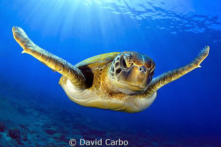 Green turtle under the sun in Canary Islands by David Carbo 