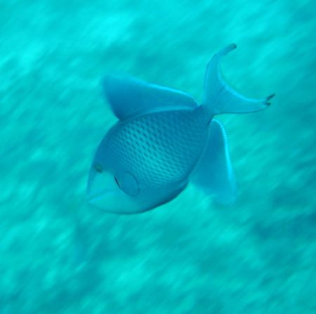 Trigger fish, as it came by. Moving cam and delayed flash. by Marc Ten Bruggen Cate 