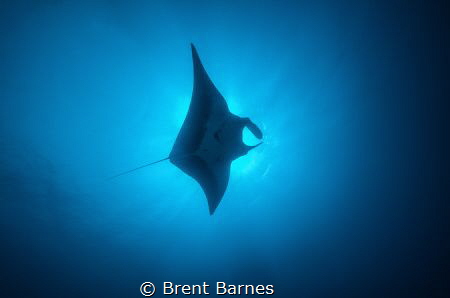 Soaring manta ray at San Benedicto Island in the Socorros... by Brent Barnes 