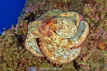 Octopus vulgaris by David Carbo 