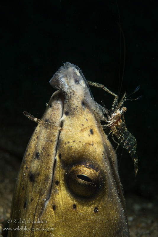 Black finned snake eel cleaned by Commensal shrimp,Anilao... by Richard Goluch 