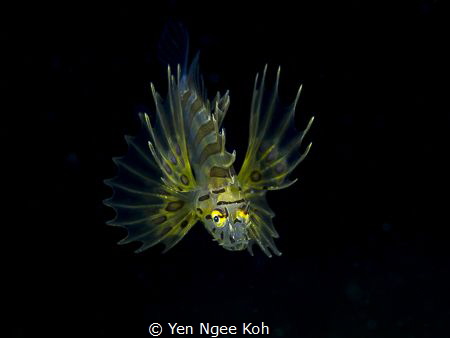 It was towards the end of the dive and I was heading back... by Yen Ngee Koh 