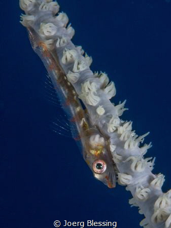 goby on whipcoral by Joerg Blessing 