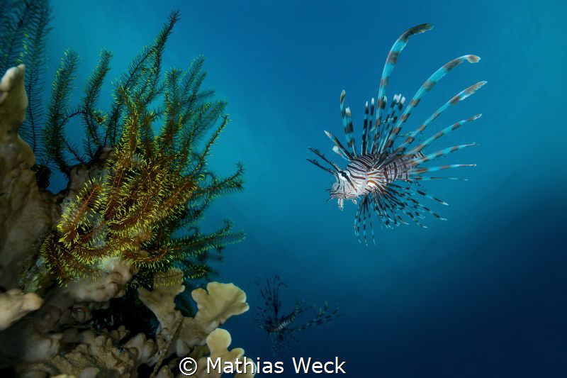 Philippines - Cebu - Moalboal - Lion Fish by Mathias Weck 