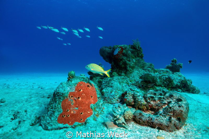 Mexico - Cozumel - Reef by Mathias Weck 
