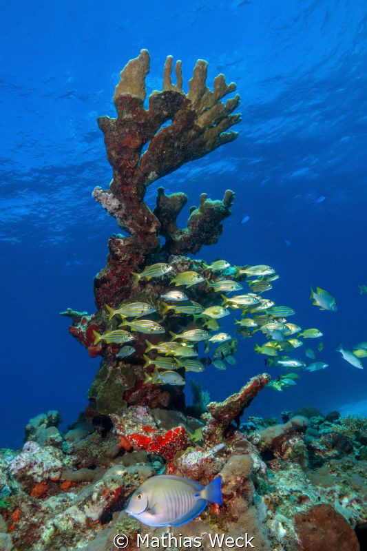 Mexico - Isla Mujeres - Reef by Mathias Weck 