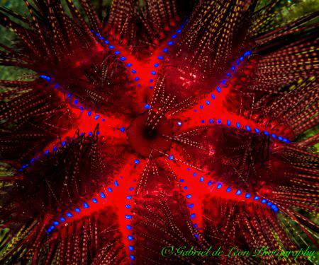 Urchin Patterns by Gabriel De Leon Jr 